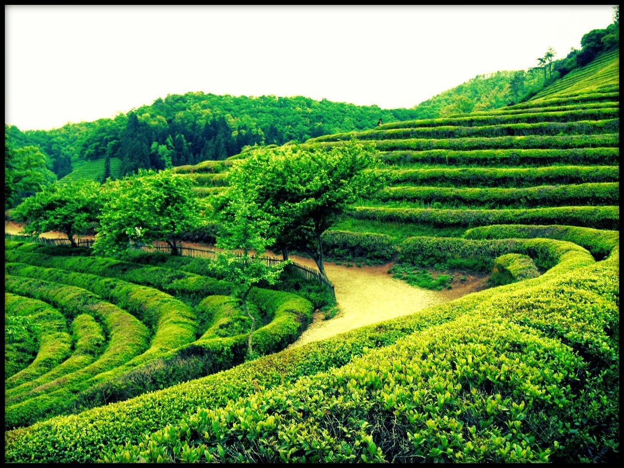 韩国偶像