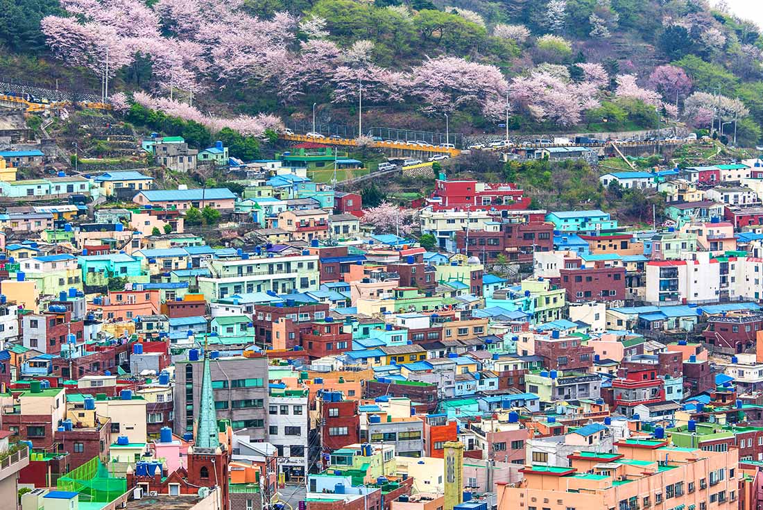 韩国泡菜如何腌制