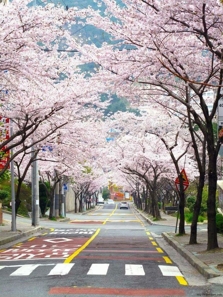 韩国跆拳道女神泰美